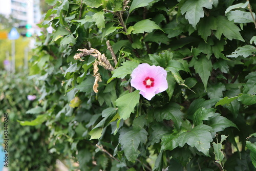Pink Flower on a Tree