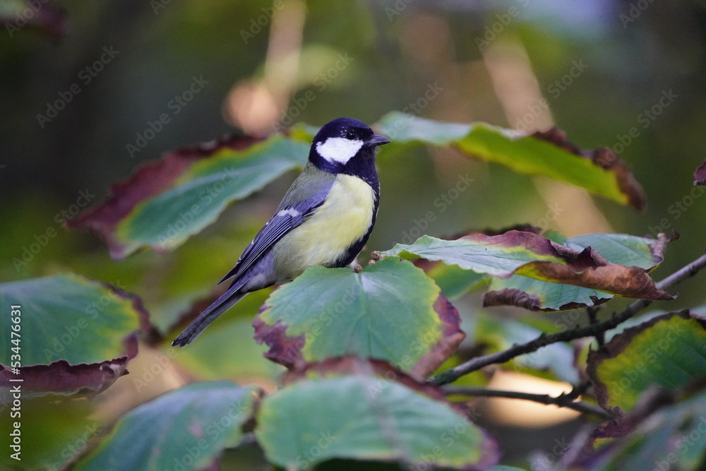 Obraz premium The great tit (Parus major) is a passerine bird in the tit family Paridae.