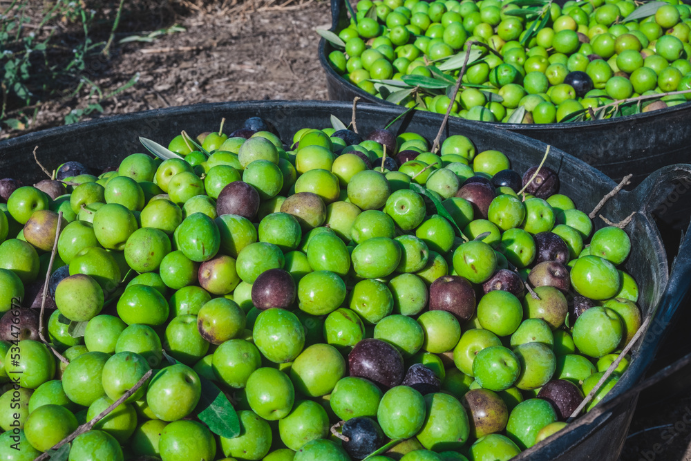 Many organic olives harvested by hand by a farmer in a rustic villa in Seville, Spain. Collection in a basket of Spanish olives. Ingredient of the Mediterranean diet.
