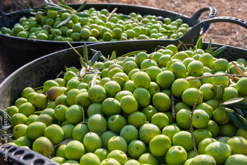 Collection of the manzanilla olive in a rustic village of a village farmer for the traditional extraction of the extra virgin olive, a fundamental ingredient of the Mediterranean diet to promote good 