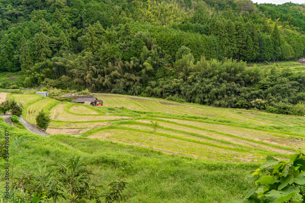 稲の収穫期の芋谷の棚田