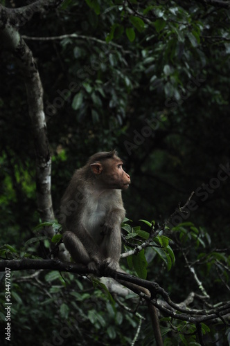 japanese macaque on a tree © Shaja