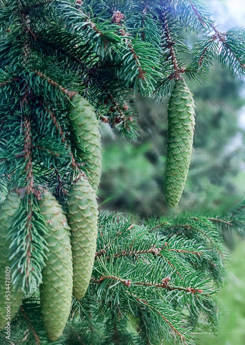 Fir branch with green cones.