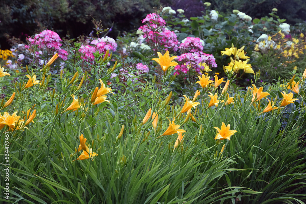Fototapeta premium Yellow lilly flowers