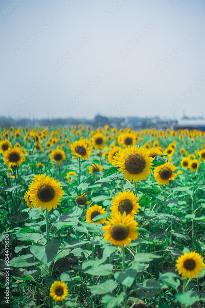 Obraz premium 向日葵畑