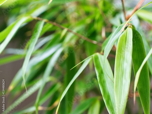 Green leaves of a bamboo plant of the species Fargesia scabrida Asian Wonder. Focus on the foreground, blur effect, close up