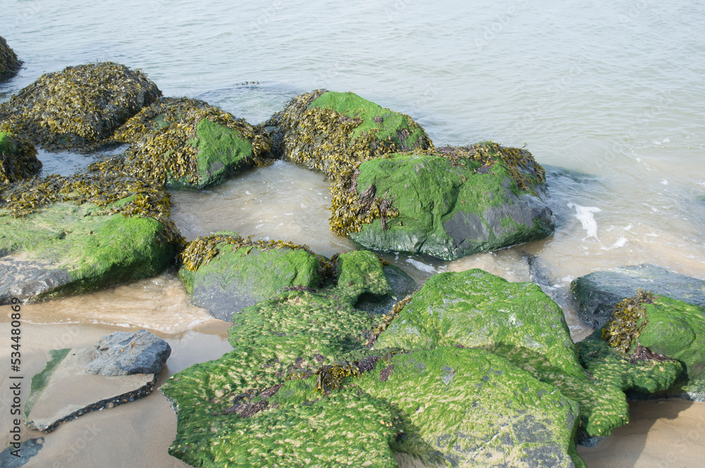 stone boulders on the coast of the North Sea, overgrown with mud and green algae