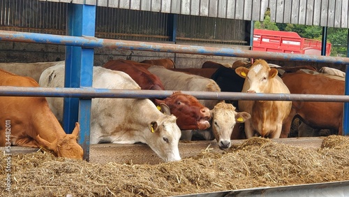 cows in a farm