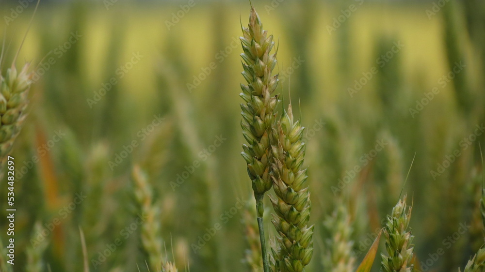 wheat field in the wind