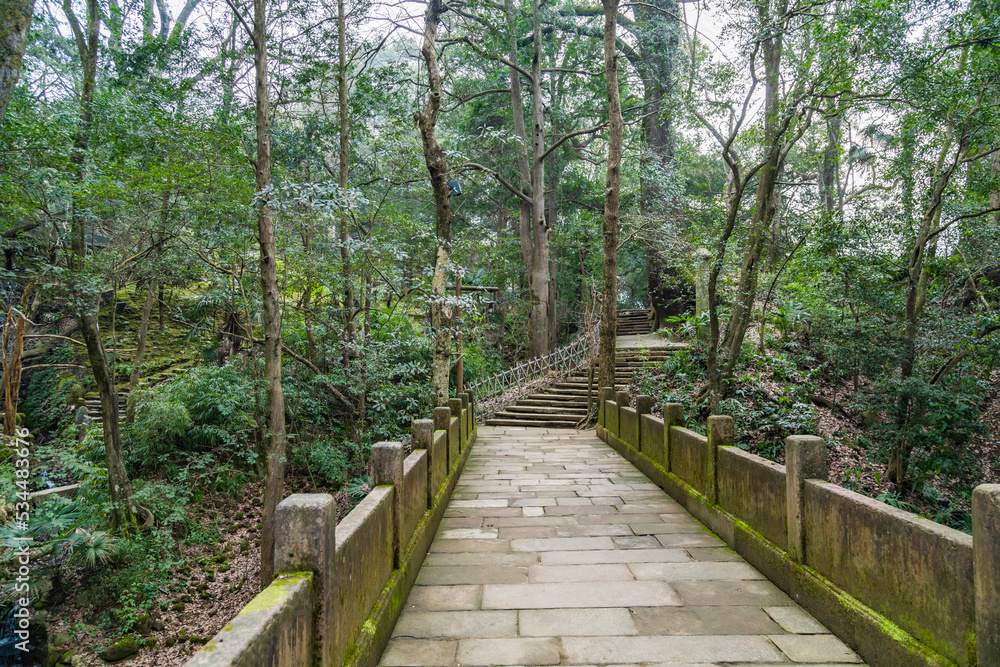 Obraz premium path in the woods