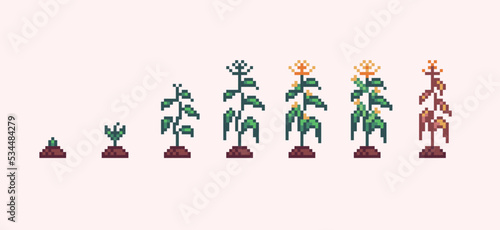 Corn plant growth progress pixel art. Sapling germination stages 8 bit sprite. Game development, mobile app.  Isolated vector illustration.