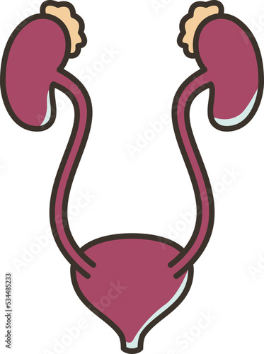 Kidneys icon