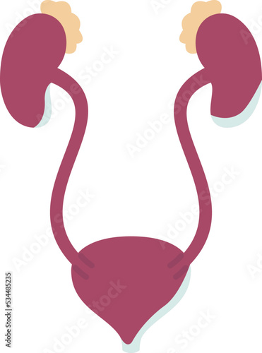 Kidneys icon