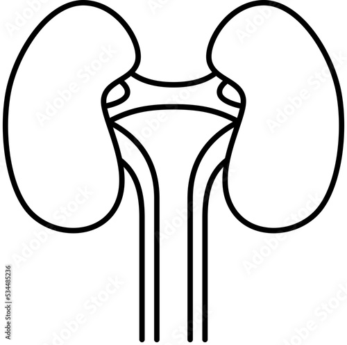 kidneys icon