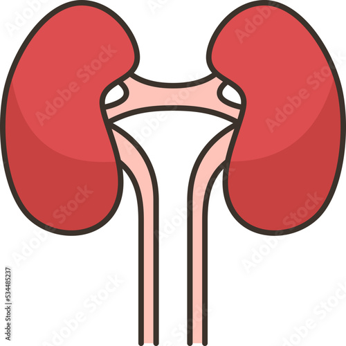 kidneys icon