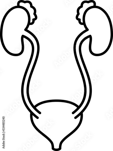 Kidneys icon