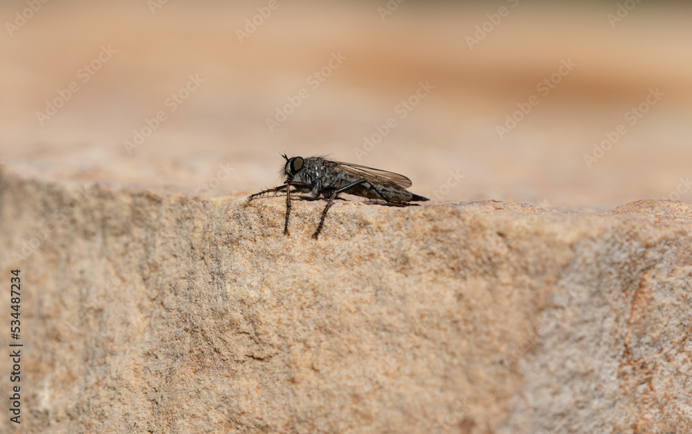 Brown heath Robberfly Machimus cingulatus