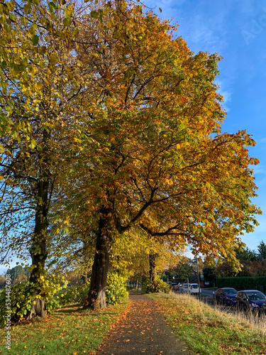 autumn in the park