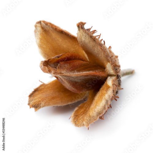 Bild auf Leinwand Single beech nut isolated on white background