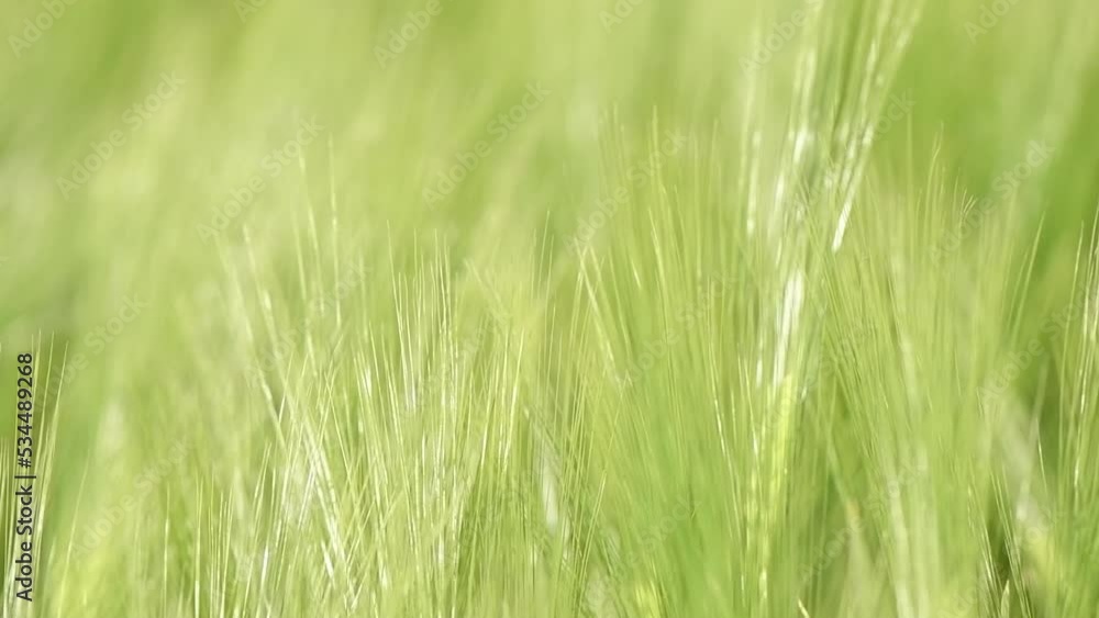 Green unripe cultivated barley (Hordeum Vulgare) field in countryside Green unripe cultivated barley (Hordeum Vulgare) field in countryside