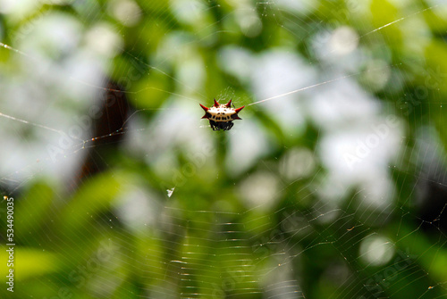 Gasteracantha cancriformis, a species of orb weaver spider