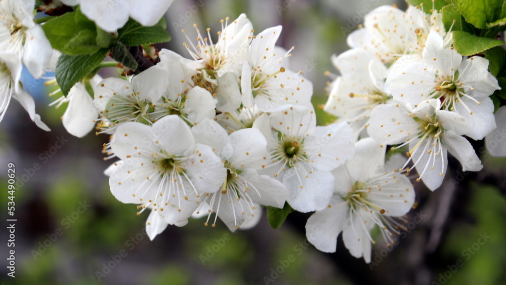 Fototapeta premium Weiße Blüten