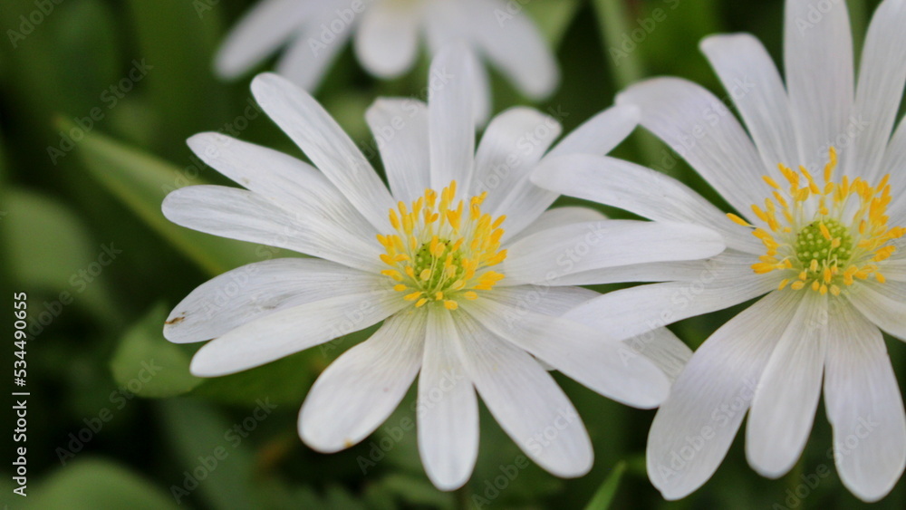 Weiße Blume Weiße Blume