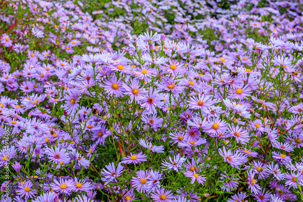 Aster dumosus Blue Lagoon ( pillows Aster ). Aster dumosus Blue Lagoon ( pillows Aster ).