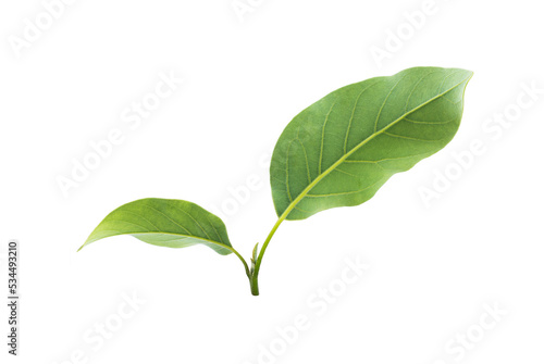 Branch of avocado tree isolated on white background.  Full Depth of field. Focus stacking