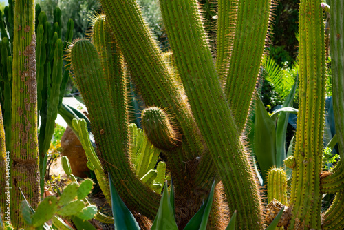 Various tall cacti in a garden or park on Capri Island Italy in different shades of green on a summer day. Spines and areoles backlit by bright sunlight of mediterranean sea with subtropical climate. photo