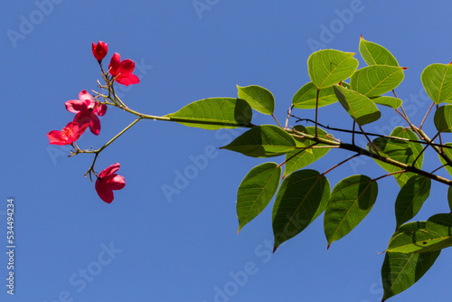 Blooming Jatropha integerrima, commonly known as peregrine or spice jatropha against a blue sky. Israel