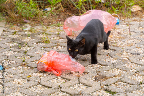 a homeless abandoned black cat eats garbage from a pink bag. Homeless animals abandoned by people. Environmental pollution.