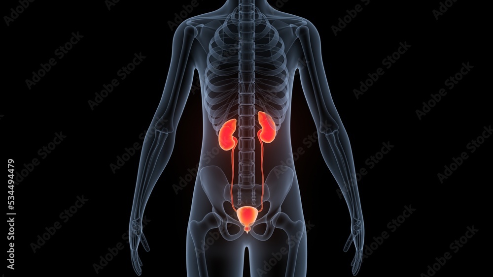 Human Urinary System Kidneys with Bladder Anatomy Stock Illustration ...