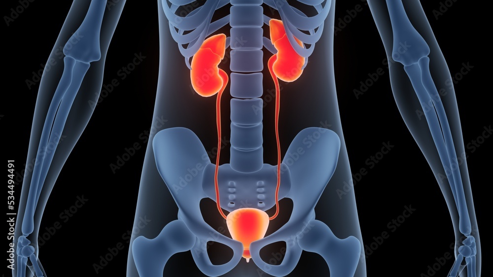 Human Urinary System Kidneys with Bladder Anatomy Stock Illustration ...