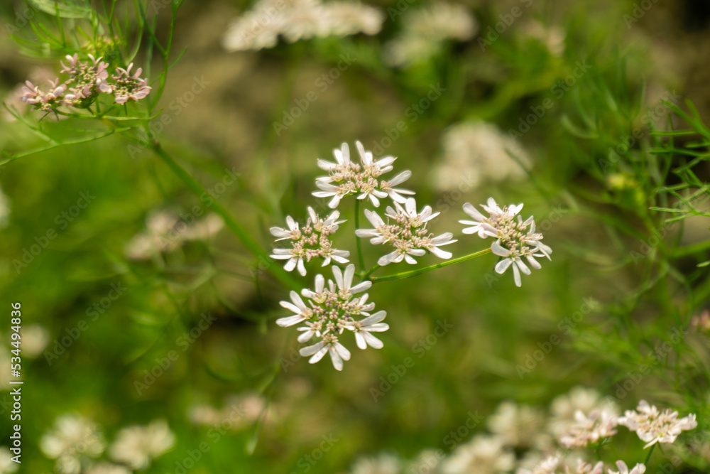 Black cumin field. White black cumin flowers in green field. Also known as black caraway, black cumin, nigella, black jeera and kalonji. Black cumin field. White black cumin flowers in green field. Also known as black caraway, black cumin, nigella, black jeera and kalonji.