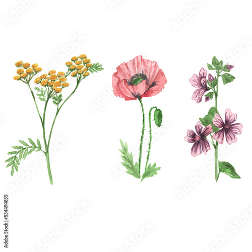 set of wild flowers poppy, tansy illustration. hand drawn design elements.