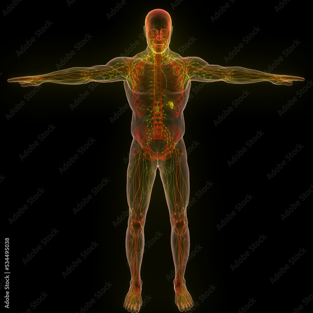 Human Internal System Lymph Nodes Anatomy Stock Illustration | Adobe Stock