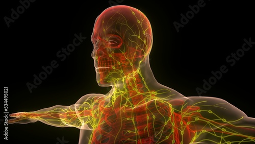 Human Internal System Lymph Nodes Anatomy photo