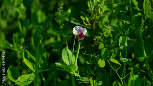 Pisum sativum. Blooming peas on the field. Growing green peas. Agriculture in Pays de Caux, fields with green peas plants in the winter season, Bangladesh.