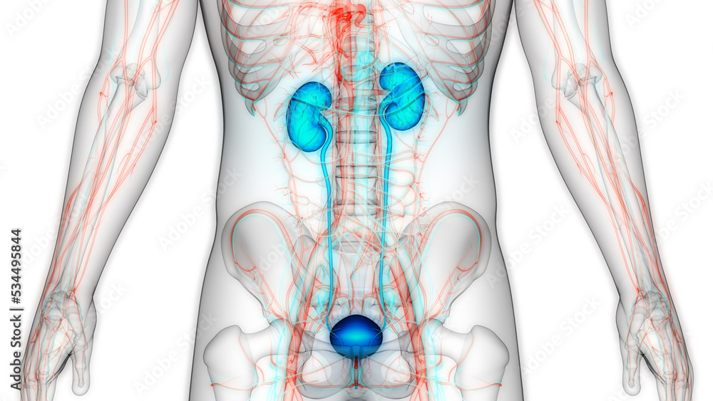 Human Urinary System Kidneys with Bladder Anatomy Stock Illustration ...