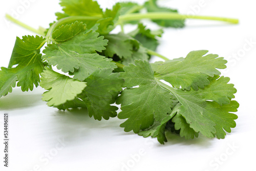 coriander sprouts isolated on white background