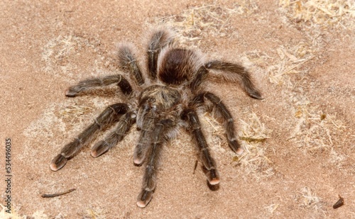 A closeup of a Aphonopelma spider