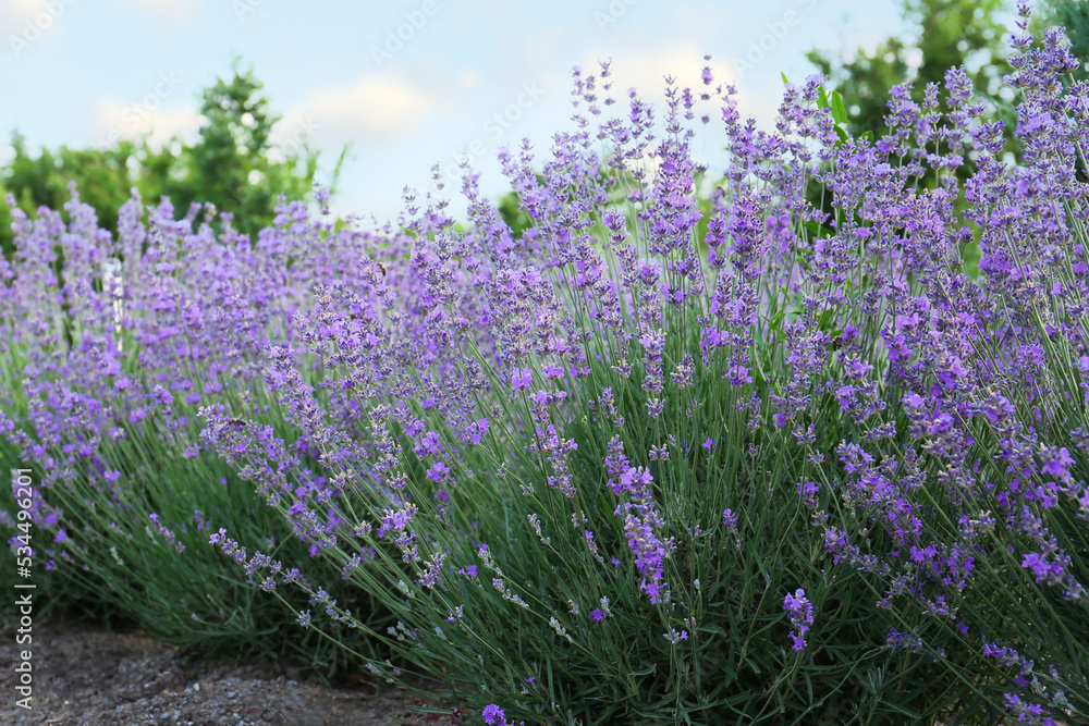 Obraz premium Beautiful blooming lavender plants growing in field