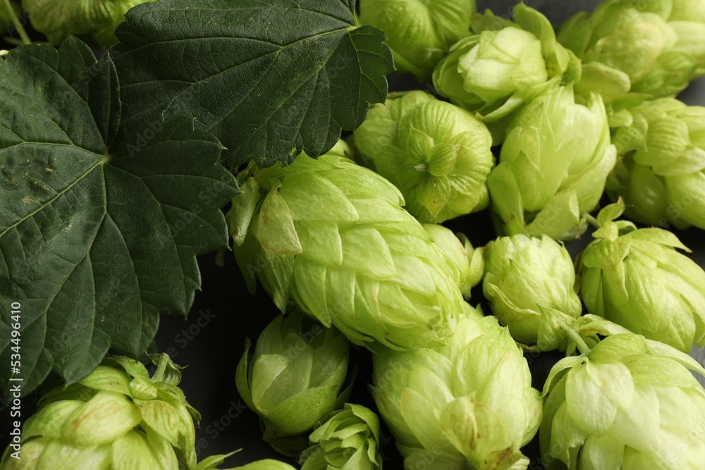 Fresh green hops and leaves on dark background, above view Fresh green hops and leaves on dark background, above view
