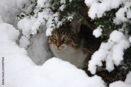 cat in snow © tako