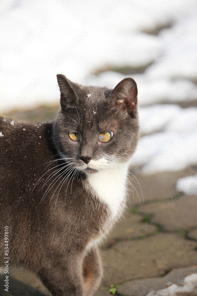 grey cat outdoors while snowing