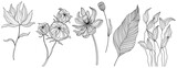 Illustration of abstact flowers. Line png art.
