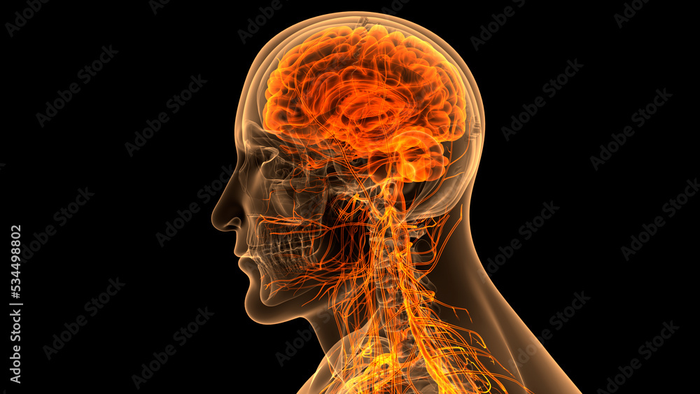 Central Organ of Human Nervous System Brain Anatomy Stock Illustration ...