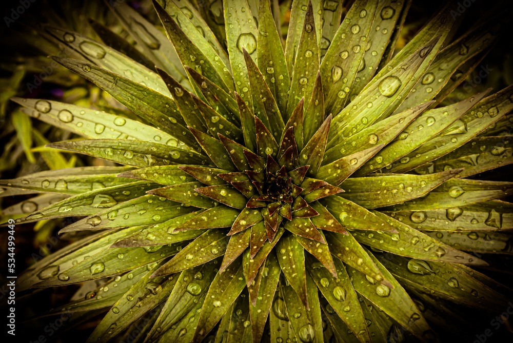 Fototapeta premium Selective focus. Ficus. Divided leaves with rain drops.