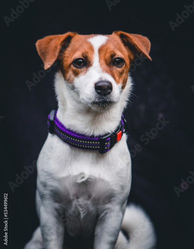jack russell terrier puppy © Keit